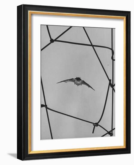 Bat in Flight-Gjon Mili-Framed Photographic Print