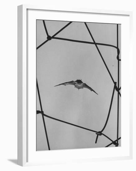 Bat in Flight-Gjon Mili-Framed Photographic Print