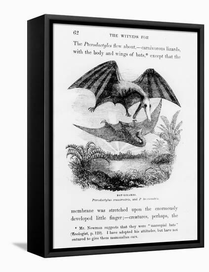 Bat-Lizards-null-Framed Premier Image Canvas