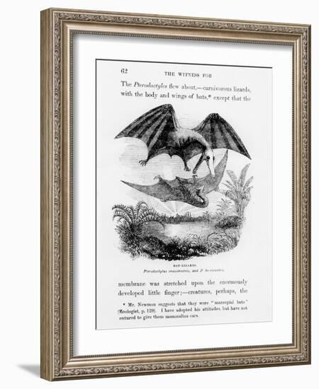 Bat-Lizards-null-Framed Giclee Print