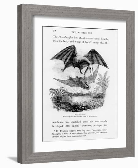 Bat-Lizards-null-Framed Giclee Print