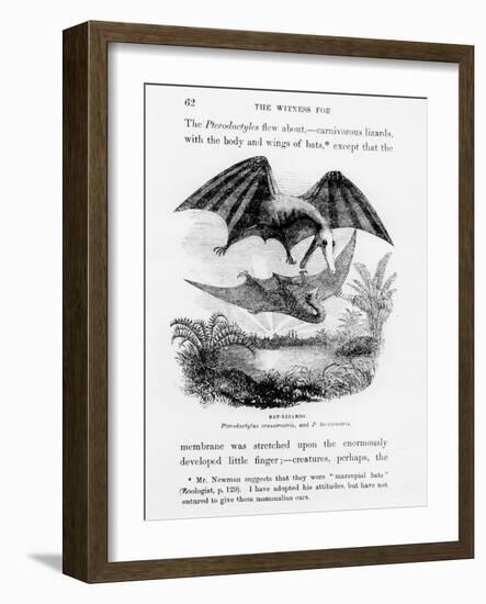 Bat-Lizards-null-Framed Giclee Print