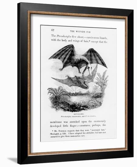 Bat-Lizards-null-Framed Giclee Print