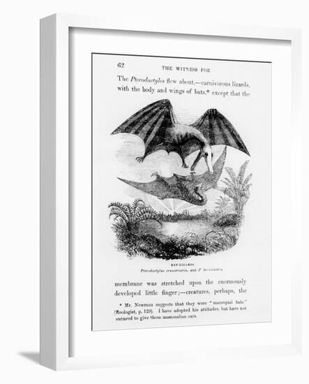 Bat-Lizards-null-Framed Giclee Print