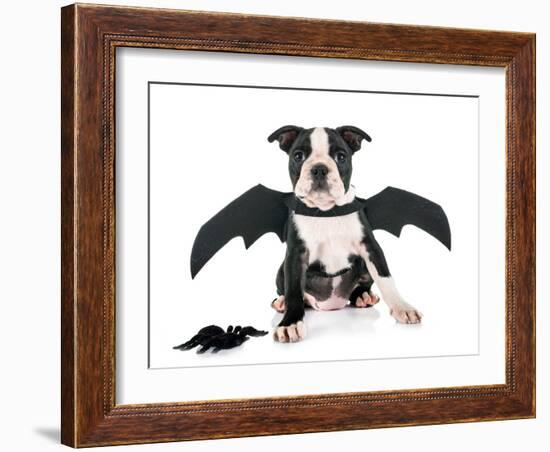 Bat Puppy Boston Terrier-cynoclub-Framed Photographic Print