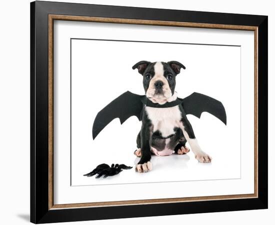 Bat Puppy Boston Terrier-cynoclub-Framed Photographic Print