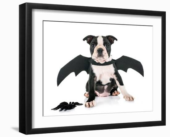 Bat Puppy Boston Terrier-cynoclub-Framed Photographic Print