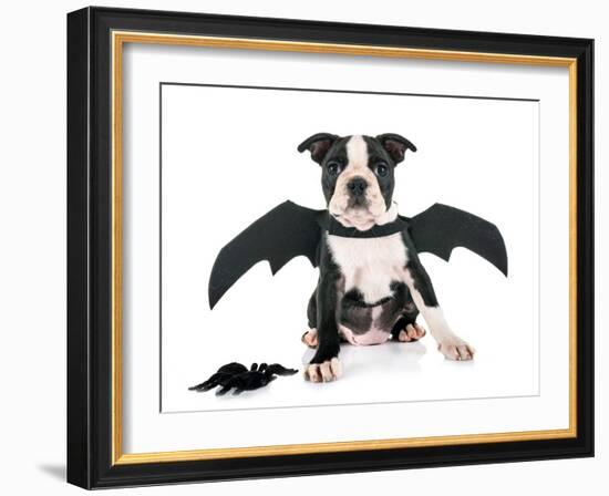 Bat Puppy Boston Terrier-cynoclub-Framed Photographic Print