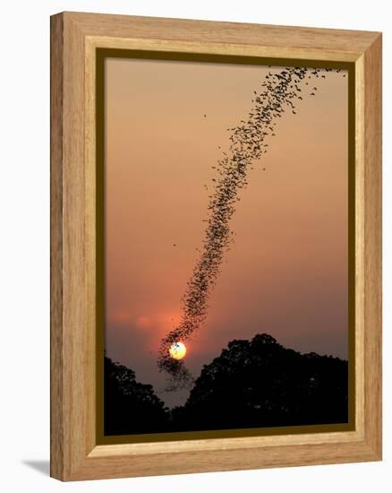 Bat Swarm at Sunset-Jean De-Framed Premier Image Canvas