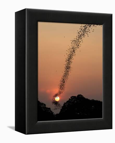 Bat Swarm at Sunset-Jean De-Framed Premier Image Canvas