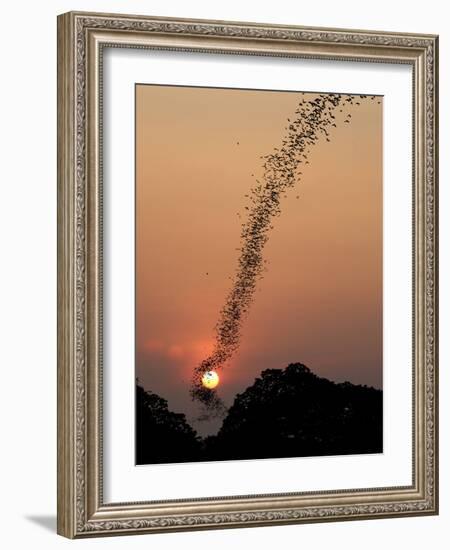 Bat Swarm at Sunset-Jean De-Framed Photographic Print