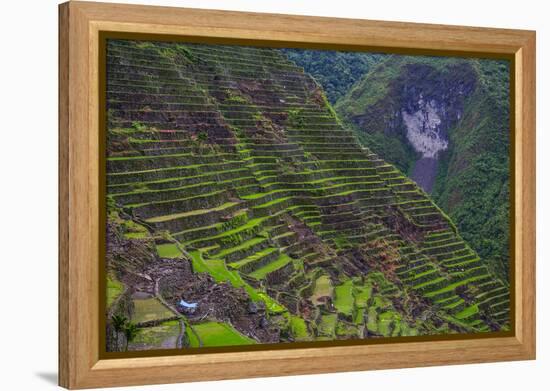 Batad Rice Terraces, Banaue, Luzon, Philippines-Michael Runkel-Framed Premier Image Canvas