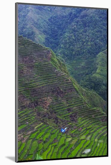 Batad Rice Terraces, Banaue, Luzon, Philippines-Michael Runkel-Mounted Photographic Print