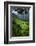 Batad Rice Terraces, Banaue, Luzon, Philippines-Michael Runkel-Framed Photographic Print