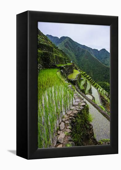 Batad Rice Terraces, World Heritage Site, Banaue, Luzon, Philippines-Michael Runkel-Framed Premier Image Canvas