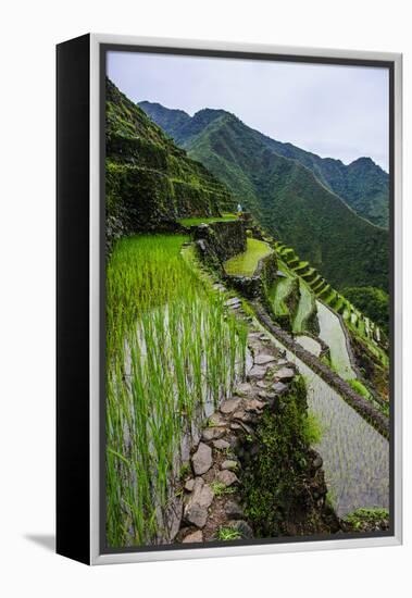 Batad Rice Terraces, World Heritage Site, Banaue, Luzon, Philippines-Michael Runkel-Framed Premier Image Canvas