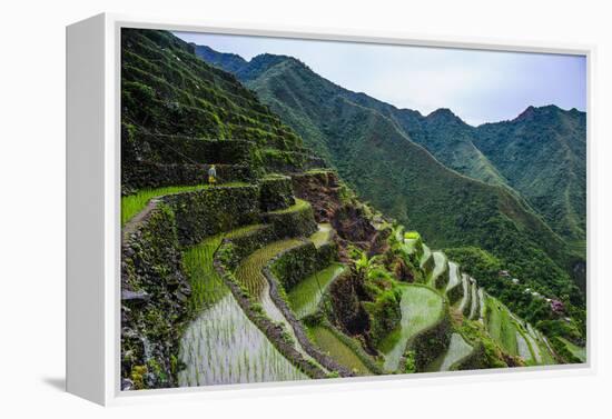 Batad Rice Terraces, World Heritage Site, Banaue, Luzon, Philippines-Michael Runkel-Framed Premier Image Canvas