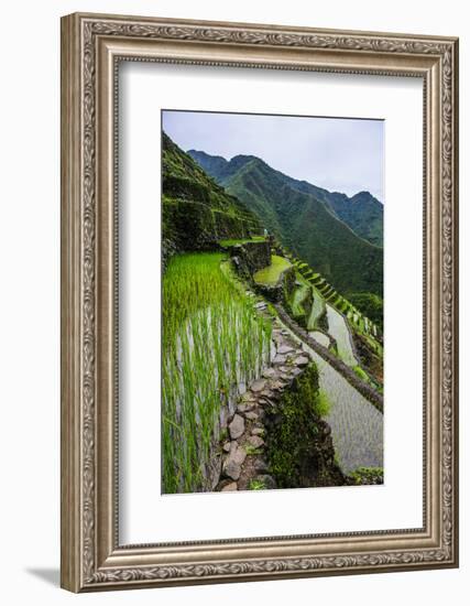 Batad Rice Terraces, World Heritage Site, Banaue, Luzon, Philippines-Michael Runkel-Framed Photographic Print