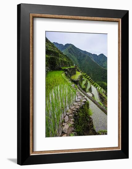 Batad Rice Terraces, World Heritage Site, Banaue, Luzon, Philippines-Michael Runkel-Framed Photographic Print