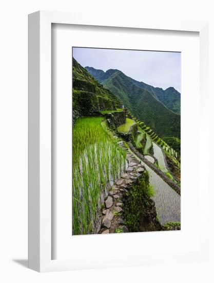 Batad Rice Terraces, World Heritage Site, Banaue, Luzon, Philippines-Michael Runkel-Framed Photographic Print