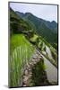 Batad Rice Terraces, World Heritage Site, Banaue, Luzon, Philippines-Michael Runkel-Mounted Photographic Print