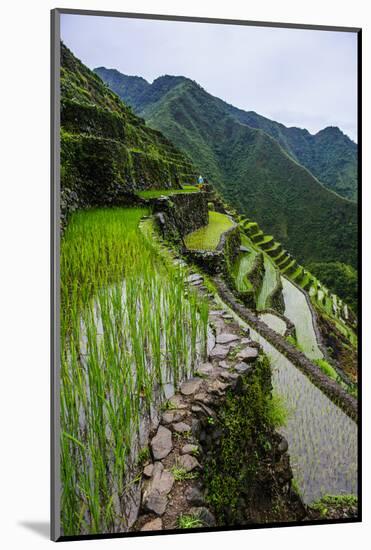 Batad Rice Terraces, World Heritage Site, Banaue, Luzon, Philippines-Michael Runkel-Mounted Photographic Print