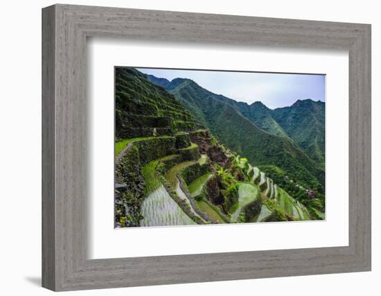 Batad Rice Terraces, World Heritage Site, Banaue, Luzon, Philippines-Michael Runkel-Framed Photographic Print