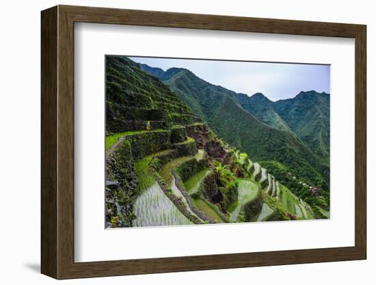 Batad Rice Terraces, World Heritage Site, Banaue, Luzon, Philippines-Michael Runkel-Framed Photographic Print