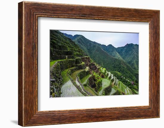 Batad Rice Terraces, World Heritage Site, Banaue, Luzon, Philippines-Michael Runkel-Framed Photographic Print