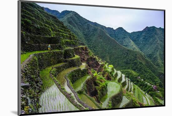 Batad Rice Terraces, World Heritage Site, Banaue, Luzon, Philippines-Michael Runkel-Mounted Photographic Print