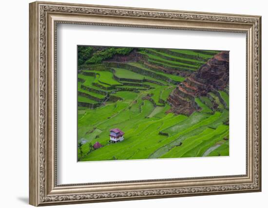 Batad Rice Terraces, World Heritage Site, Banaue, Luzon, Philippines-Michael Runkel-Framed Photographic Print