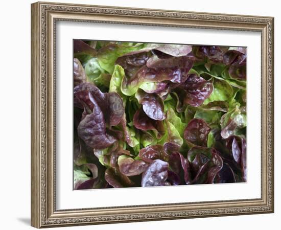 Batavia Lettuce-Rogge & Jankovic-Framed Photographic Print