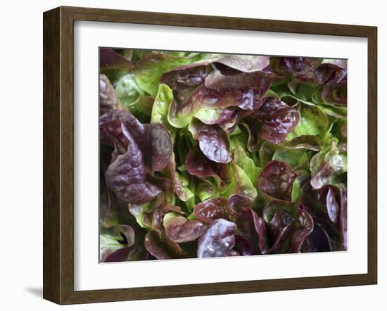 Batavia Lettuce-Rogge & Jankovic-Framed Photographic Print