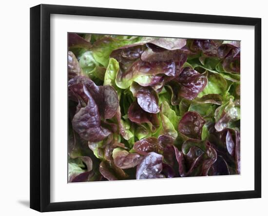 Batavia Lettuce-Rogge & Jankovic-Framed Photographic Print