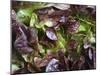 Batavia Lettuce-Rogge & Jankovic-Mounted Photographic Print