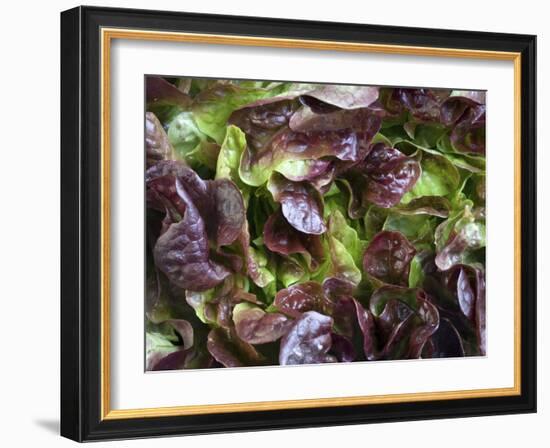 Batavia Lettuce-Rogge & Jankovic-Framed Photographic Print