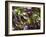 Batavia Lettuce-Rogge & Jankovic-Framed Photographic Print