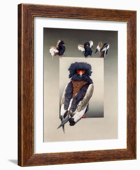 Bateleur (African Eagle)-Harro Maass-Framed Giclee Print