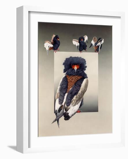 Bateleur (African Eagle)-Harro Maass-Framed Giclee Print