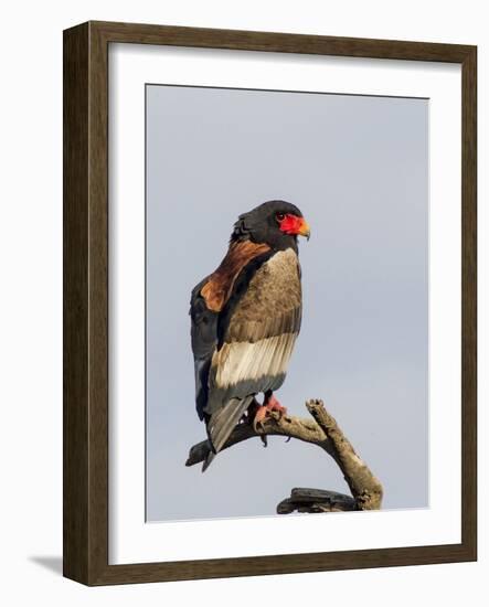 Bateleur Raptor Perched on a Branch, Ngorongoro, Tanzania-James Heupel-Framed Photographic Print