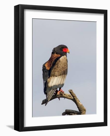 Bateleur Raptor Perched on a Branch, Ngorongoro, Tanzania-James Heupel-Framed Photographic Print