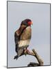 Bateleur Raptor Perched on a Branch, Ngorongoro, Tanzania-James Heupel-Mounted Photographic Print