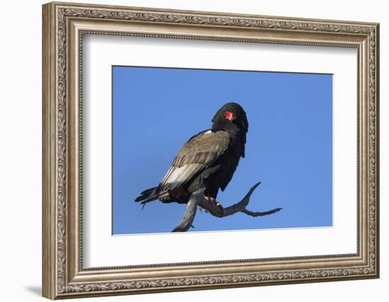 Bateleur (Terathopious ecaudatus) female, Kgalagadi Transfrontier Park, South Africa, Africa-Ann and Steve Toon-Framed Photographic Print