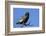 Bateleur (Terathopious ecaudatus) female, Kgalagadi Transfrontier Park, South Africa, Africa-Ann and Steve Toon-Framed Photographic Print