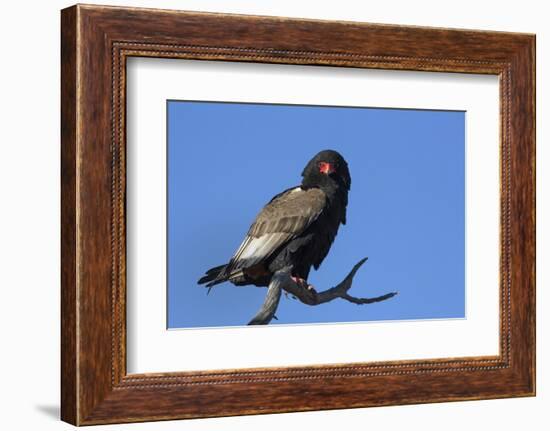 Bateleur (Terathopious ecaudatus) female, Kgalagadi Transfrontier Park, South Africa, Africa-Ann and Steve Toon-Framed Photographic Print