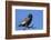 Bateleur (Terathopious ecaudatus) female, Kgalagadi Transfrontier Park, South Africa, Africa-Ann and Steve Toon-Framed Photographic Print