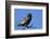 Bateleur (Terathopious ecaudatus) female, Kgalagadi Transfrontier Park, South Africa, Africa-Ann and Steve Toon-Framed Photographic Print