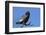 Bateleur (Terathopious ecaudatus) female, Kgalagadi Transfrontier Park, South Africa, Africa-Ann and Steve Toon-Framed Photographic Print