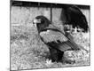 Premium Photographic Print