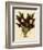 Batemannia Wallisii-John Nugent Fitch-Framed Giclee Print